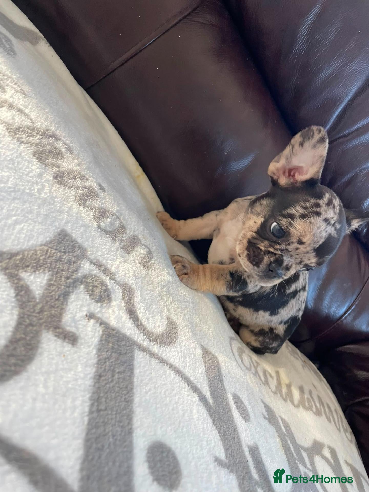 French Bulldog dogs French bulldog 🐶  - Advert 5