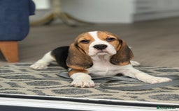 Beagle dogs for sale: STUNNING KC 5GEN TRI COLOUR BEAGLE PUP - Image 4