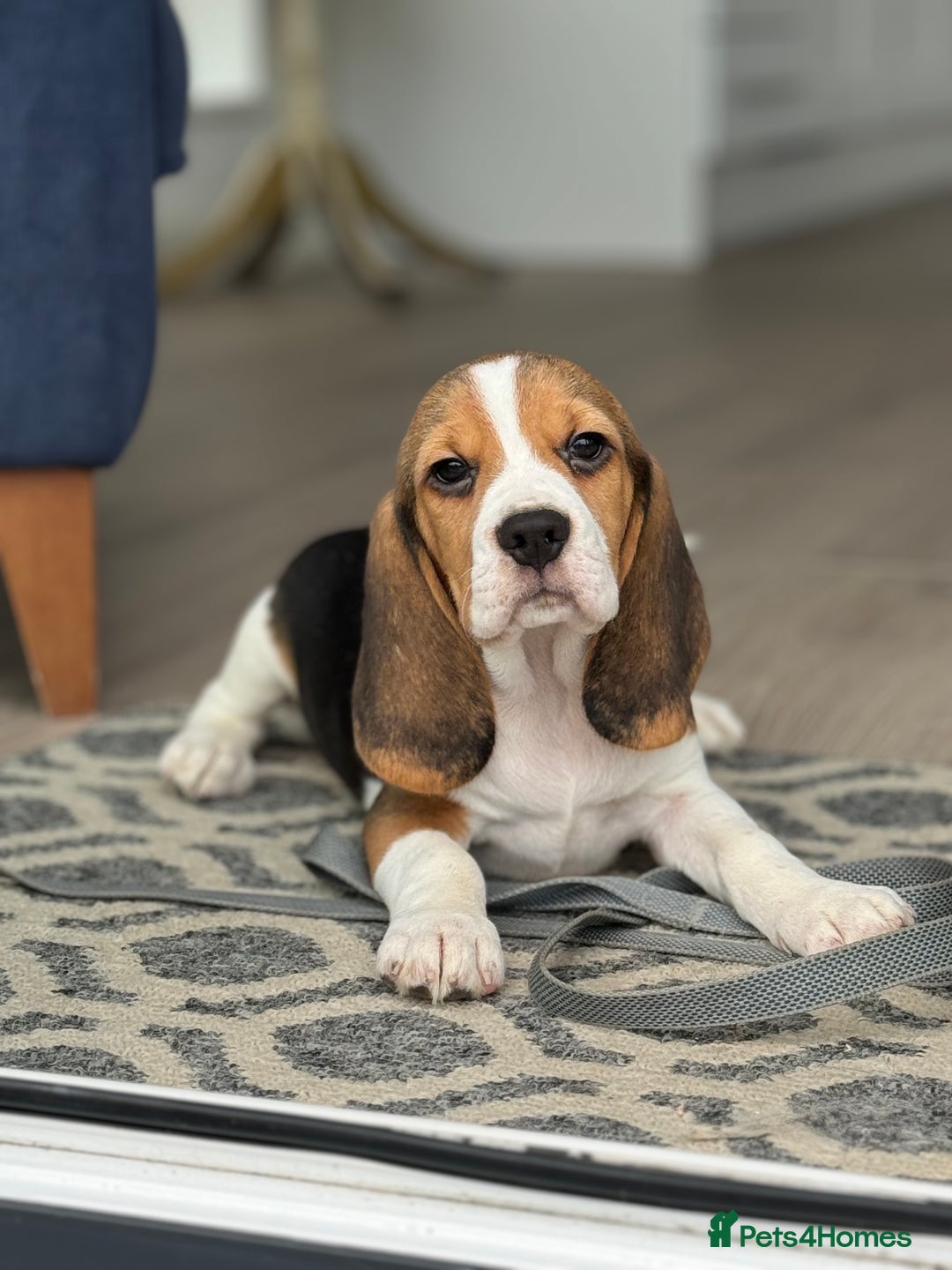 Beagle dogs for sale: STUNNING KC 5GEN TRI COLOUR BEAGLE PUP - Image 4