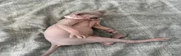 Sphynx cats for sale: Special Reduced Price Blue-Eyed Sphynx / TICA Reg - Advert 15