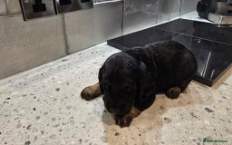 Cockapoo dogs for sale: Cockapoo Puppies - Image 6