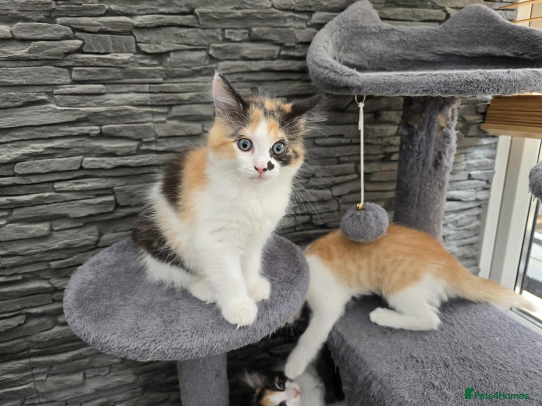 Mixed Breed cats for sale: Beautiful kittens - Image 21