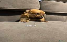 Pomeranian dogs for sale: Pomeranian pups available  - Image 16