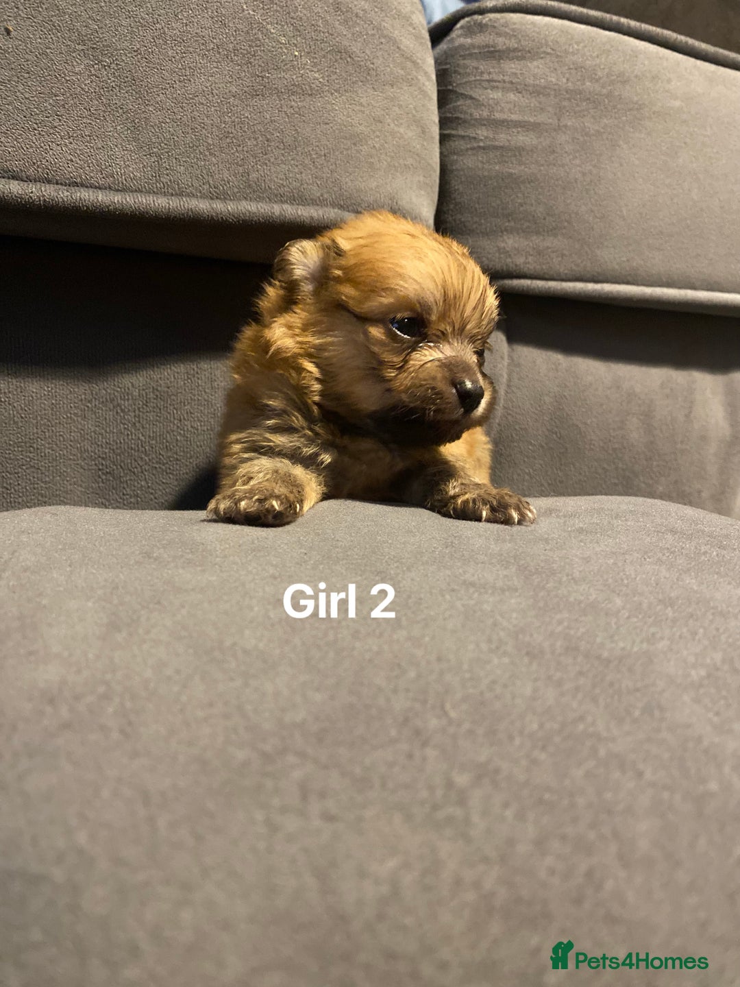 Pomeranian dogs for sale: Pomeranian pups available  - Image 16