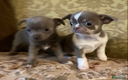 Chihuahua dogs for sale: Chihuahua girls from licensed breeder - Image 16