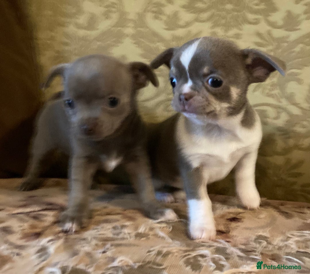 Chihuahua dogs for sale: Chihuahua girls from licensed breeder - Image 16