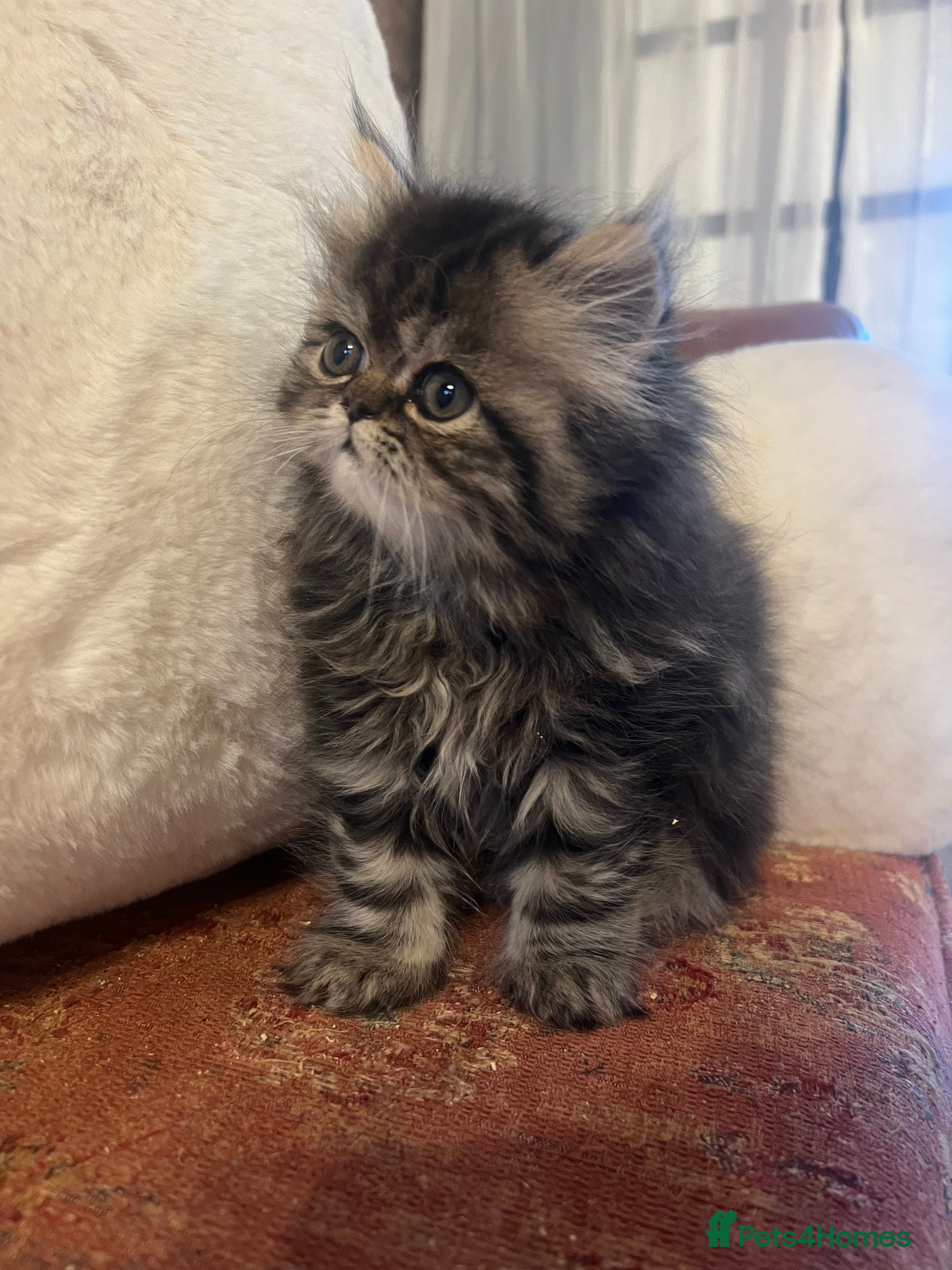Persian cats One gorgeous girl left  - Advert 1