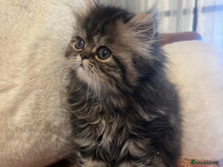 Persian cats One gorgeous girl left - Advert 1