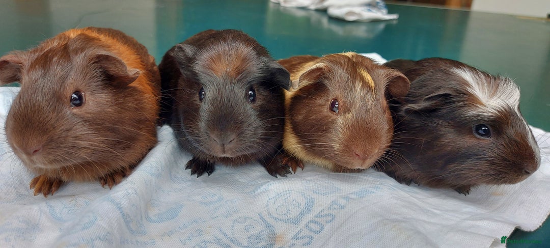 Guinea Pig rodents for sale: Beautiful baby Guinea Pigs - Image 9