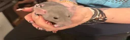 Rat rodents for sale: Adorable baby dumbo rats  - Advert 5