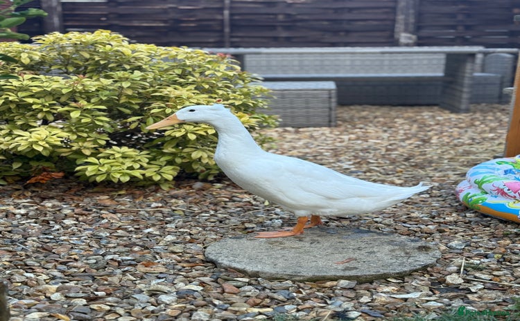 Ducks poultry - Advert 2