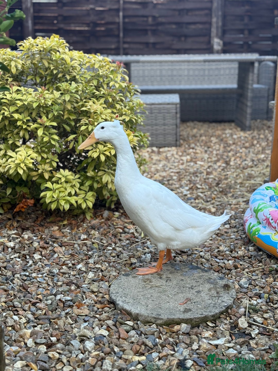 Ducks poultry for sale: Male runner duck free to good home - Image 1