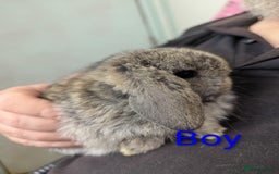 Mini Lop rabbits for sale: Very friendly mini lops! Perfect house bunnies!  - Advert 2