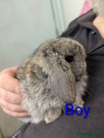Mini Lop rabbits Very friendly mini lops! Perfect house bunnies! - Advert 2