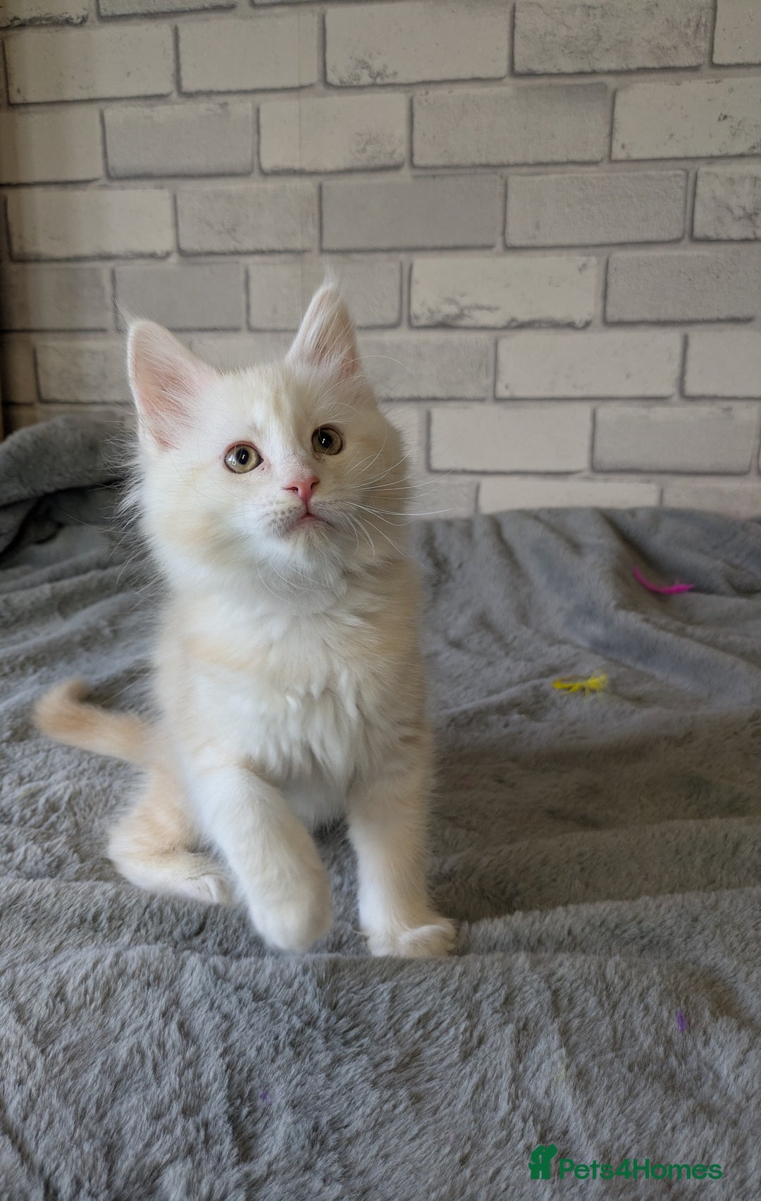 Maine Coon cats for sale: Full pedigree Maine coon kittens - Advert 7