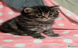 Mixed Breed cats for sale: Last one left! Mixed Breed Mini Maine Coon Dupes - Image 7