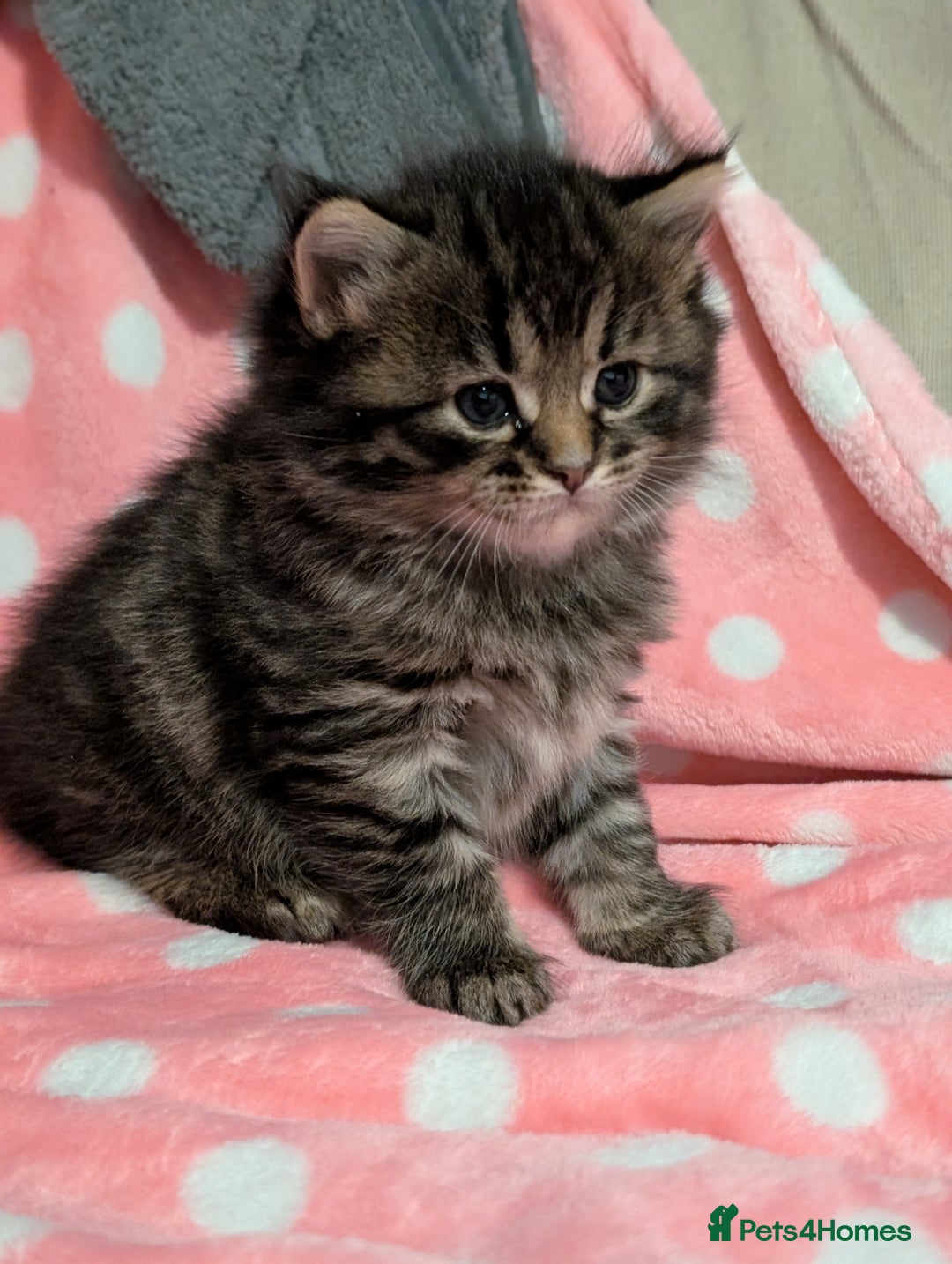 Mixed Breed cats for sale: Last one left! Mixed Breed Mini Maine Coon Dupes - Image 7