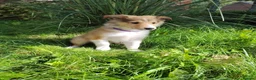 Rough Collie dogs for sale: Rough Collie in Houghton le Spring - Advert 5