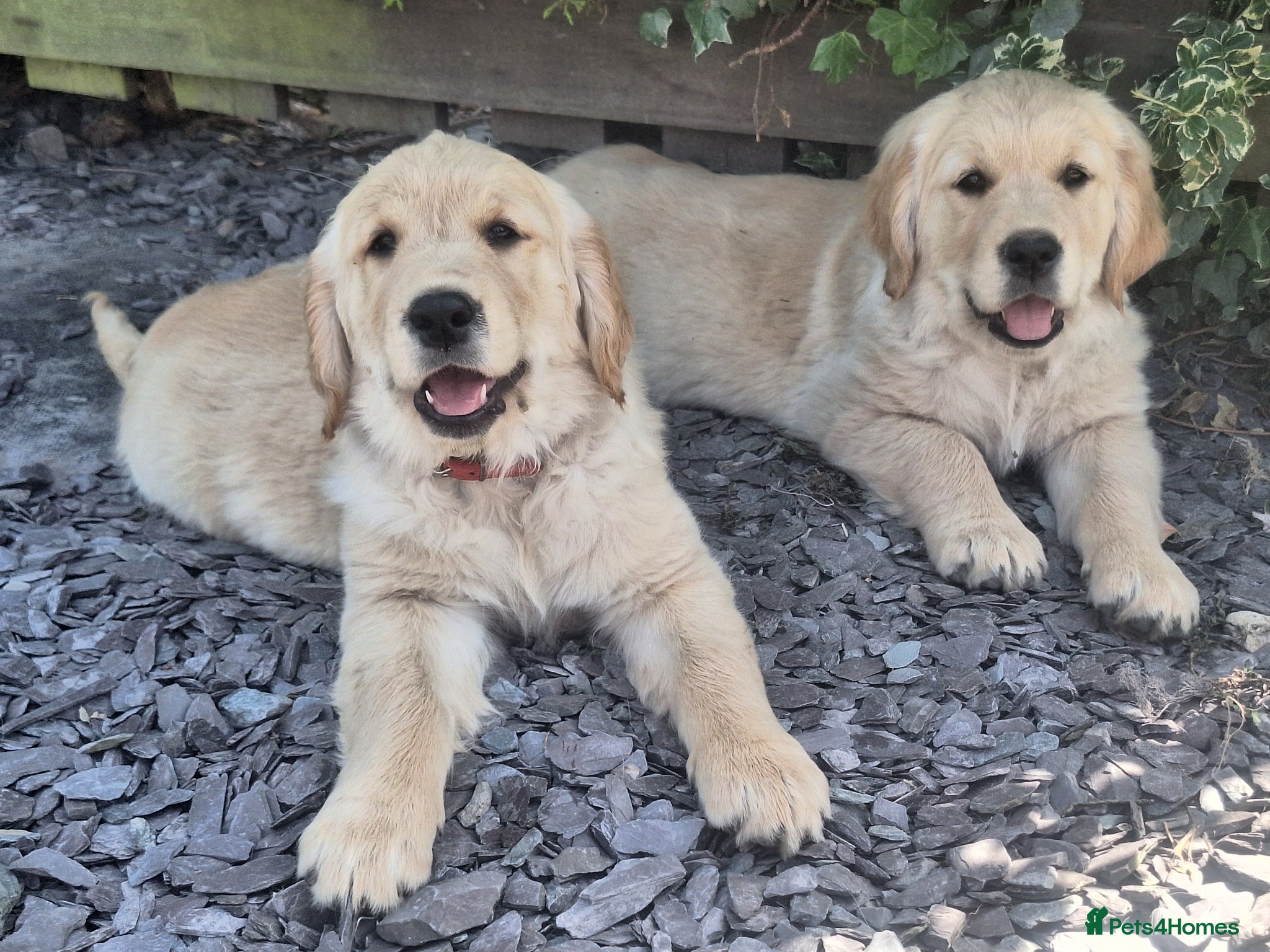 Golden Retriever dogs READY NOW Beautiful Golden Retriever puppies 🐶  - Advert 2