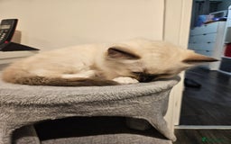 Ragdoll cats for sale: 2 beautiful ragdoll kittens for sale 9 weeks old - Image 6