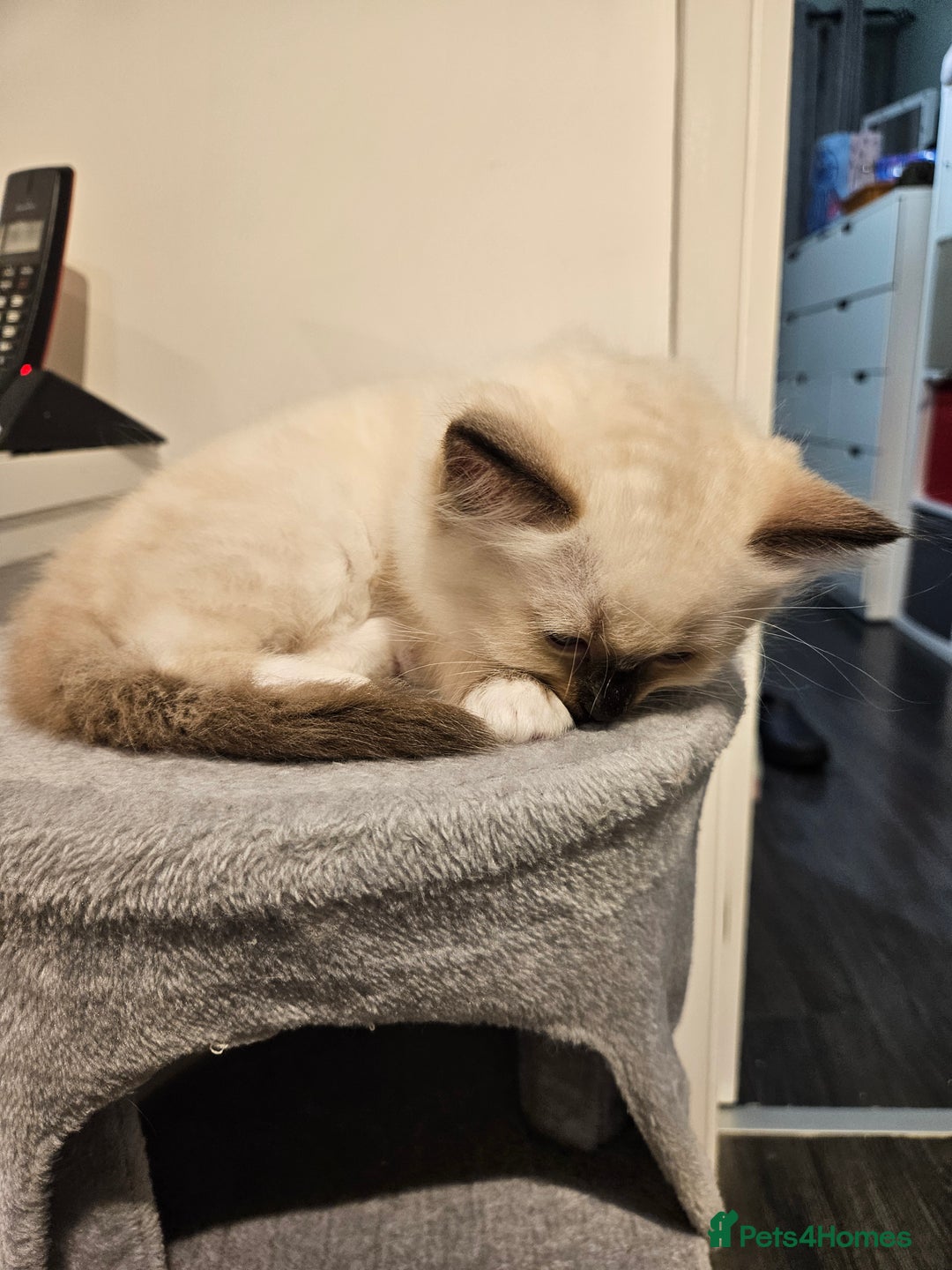 Ragdoll cats for sale: 2 beautiful ragdoll kittens for sale 9 weeks old - Image 6