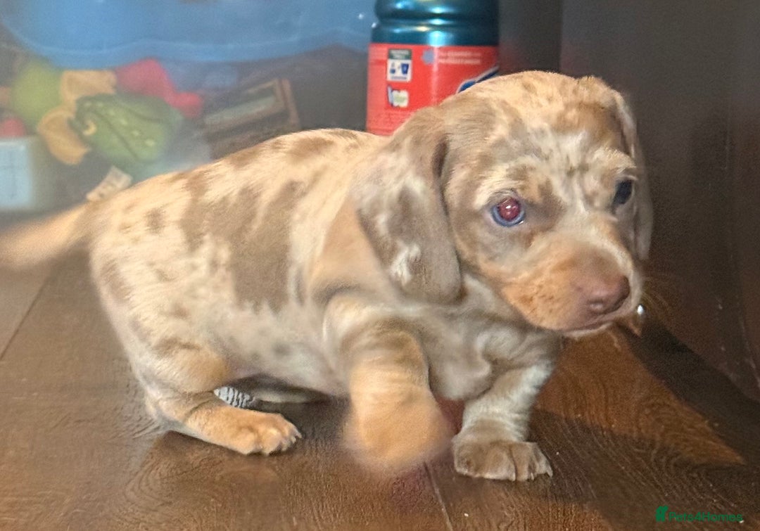 Miniature Dachshund dogs for sale: Beautiful mini dachshund  - Image 1