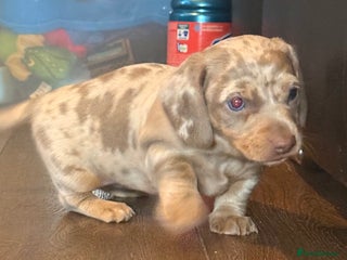 Miniature Dachshund dogs - Advert 1