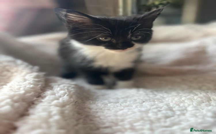 Mixed Breed cats - Advert 15