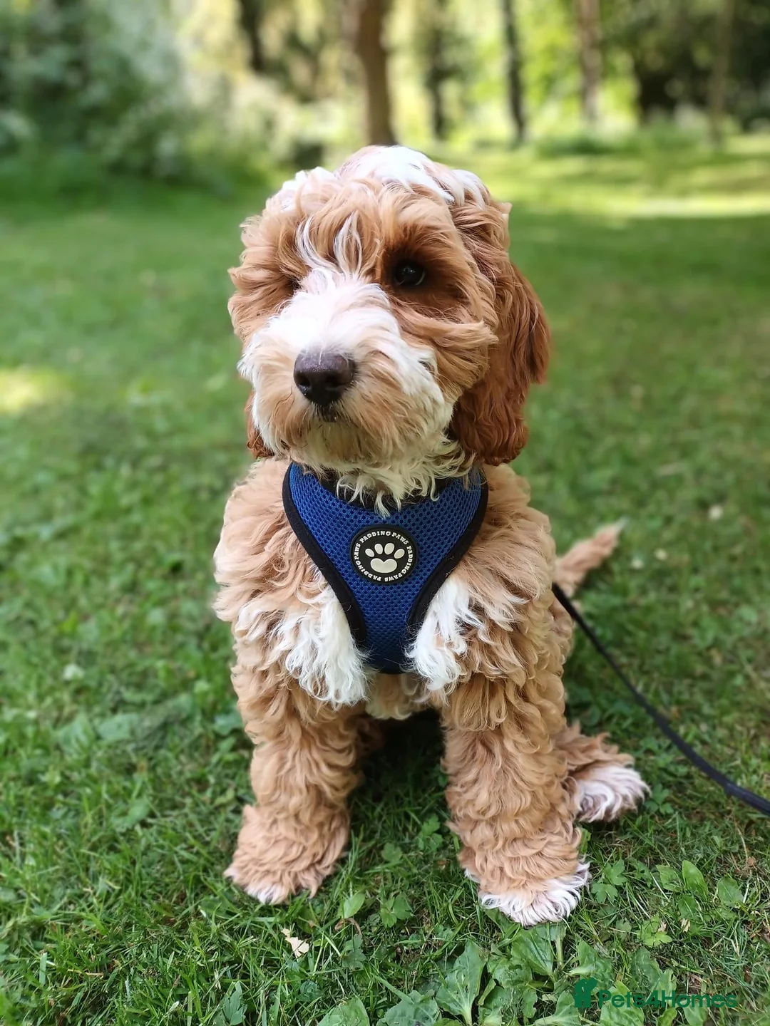 Cockapoo dogs for stud: STUD - F1 Red and white Cockapoo - Health Clear in York - Advert 14