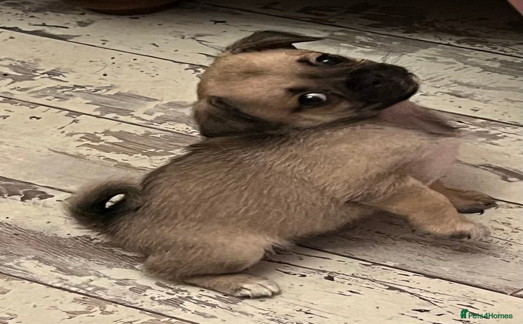 Mixed Breed dogs - Advert 2