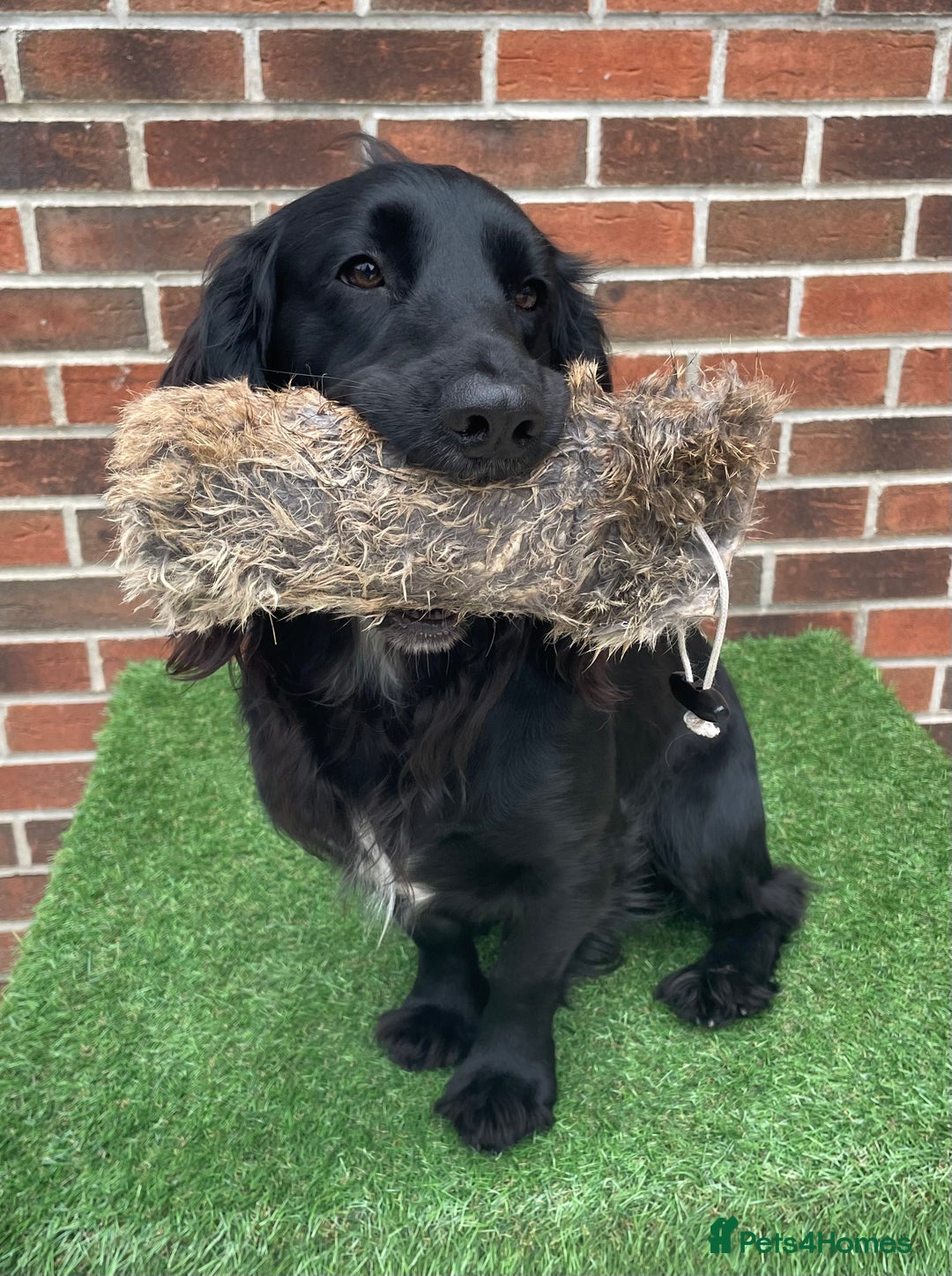 Cocker Spaniel dogs for sale: 1 Year Old Working Cocker Spaniel - Advert 9