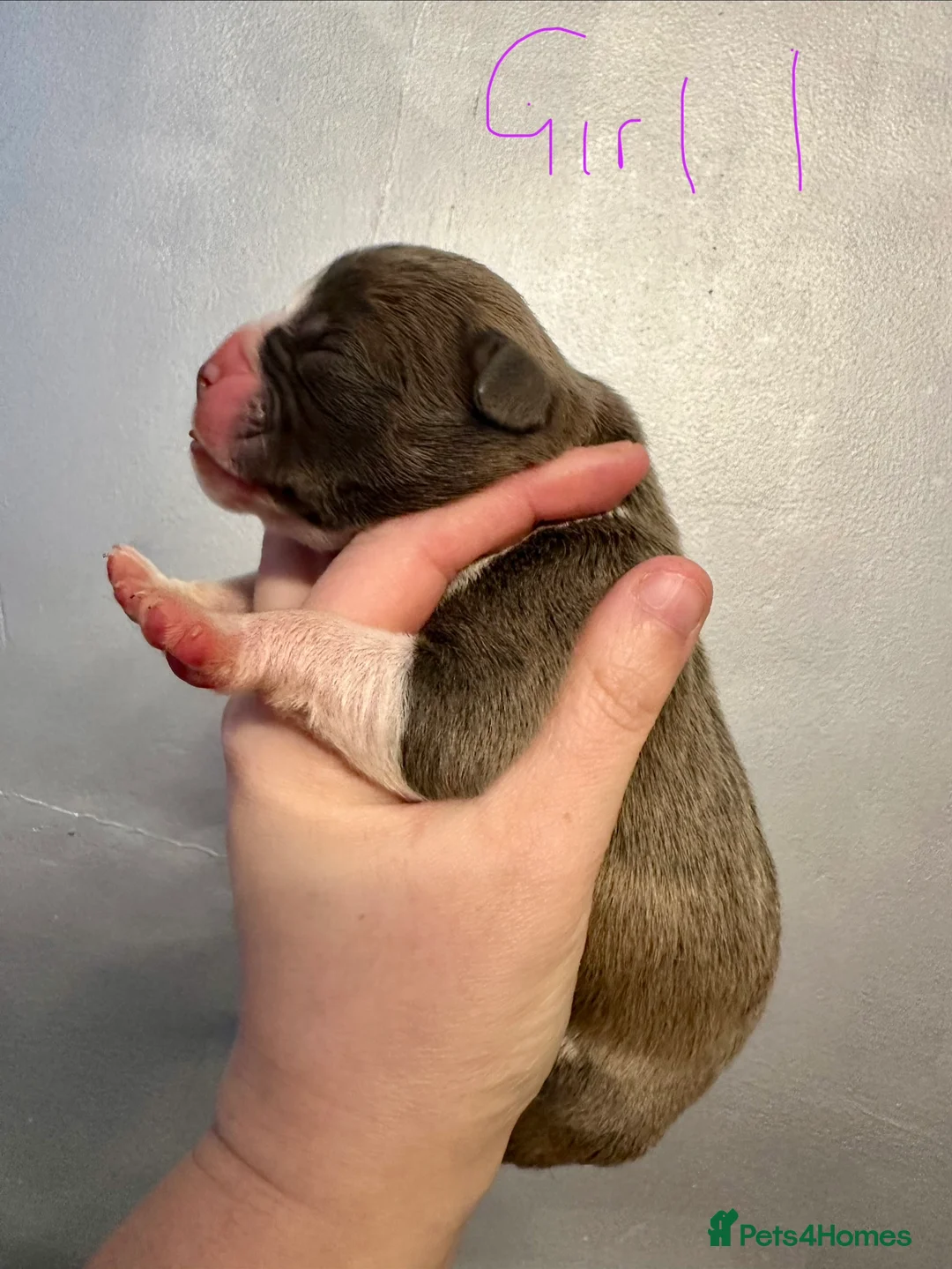 Old Tyme Bulldog dogs for sale: Stunning performance Old Tyme Bulldog Puppies  - Advert 21