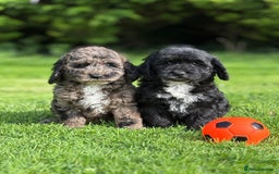 Cavapoo dogs for sale: Beautiful cavapoochon puppies - Image 5