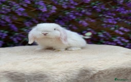 Mini Lop rabbits for sale: Mini lop sibling pair  - Image 13