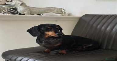 Miniature Dachshund dogs - Advert 5