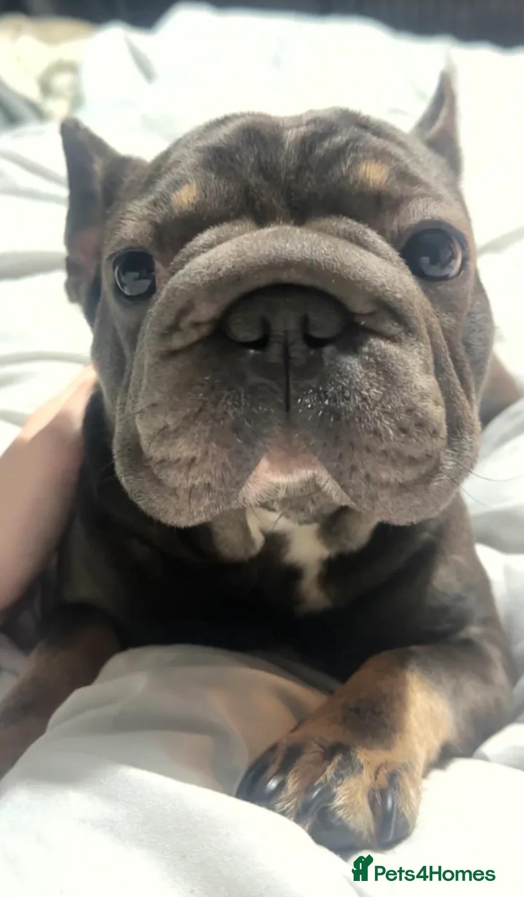French Bulldog dogs for sale: French Bulldog 2years old - Advert 1