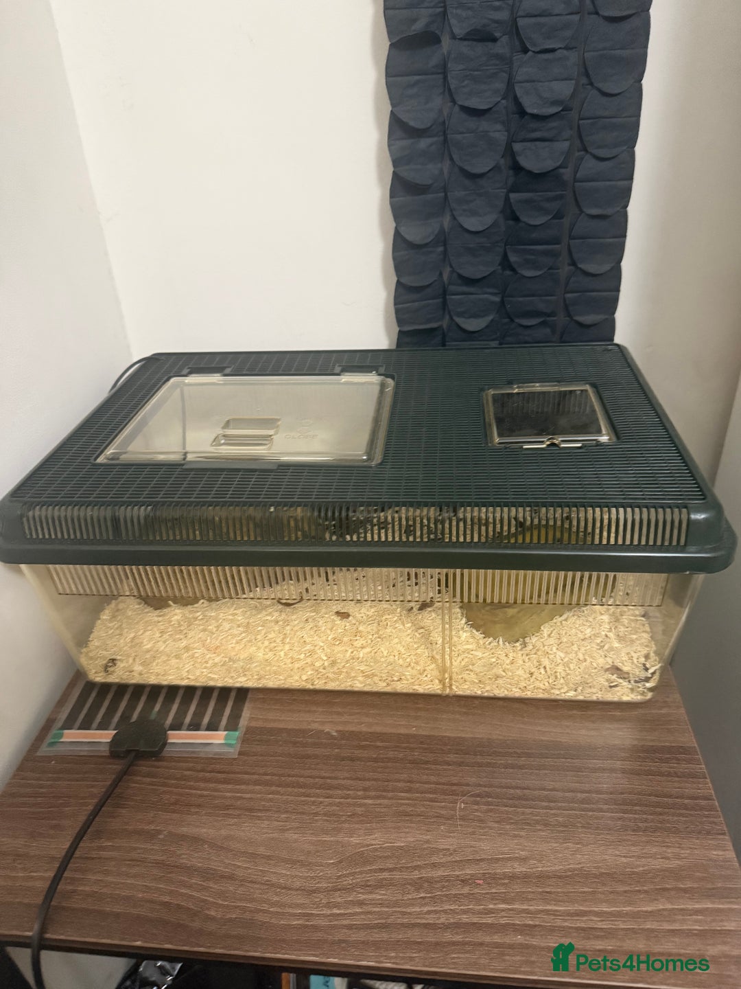 Corn Snake reptiles for sale: Baby corn snake  - Image 2