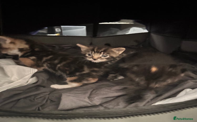 Mixed Breed cats - Advert 7
