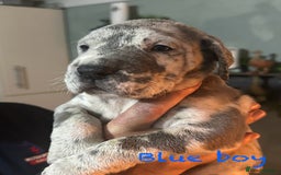 Great Dane dogs for sale: KC registered blue Great Dane puppies - Image 12