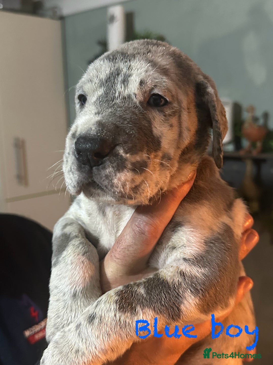 Great Dane dogs for sale: KC registered blue Great Dane puppies - Image 12