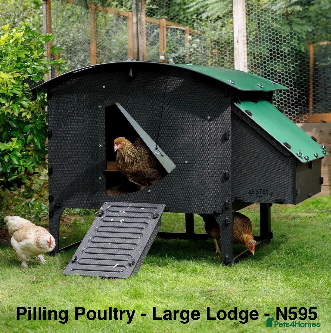 Chickens poultry Pilling Poultry - Chicken Lodge - Large - Advert 1