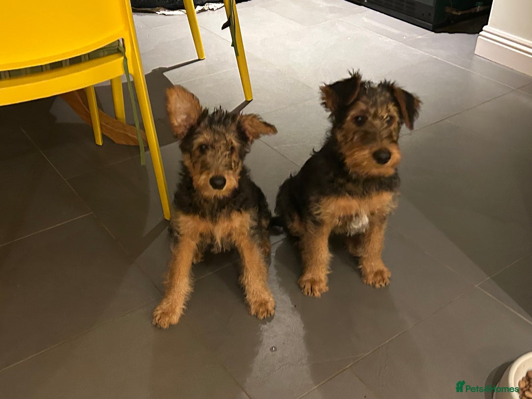 Airedale Terrier dogs for sale: Beautiful Airedale boy looking for his new home  - Advert 7