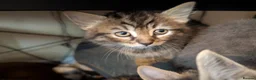 Mixed Breed cats for sale: Stunning Kittens Ready to Leave 30th September - Advert 10