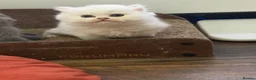 British Longhair cats for sale:  British Shorthair & British Longhair GCCF - Advert 4