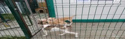 Mixed Breed dogs for adoption: 💔 GISELLE - A Lovely Girl for a Loving HOME ❤️ in Nottingham - Advert 36