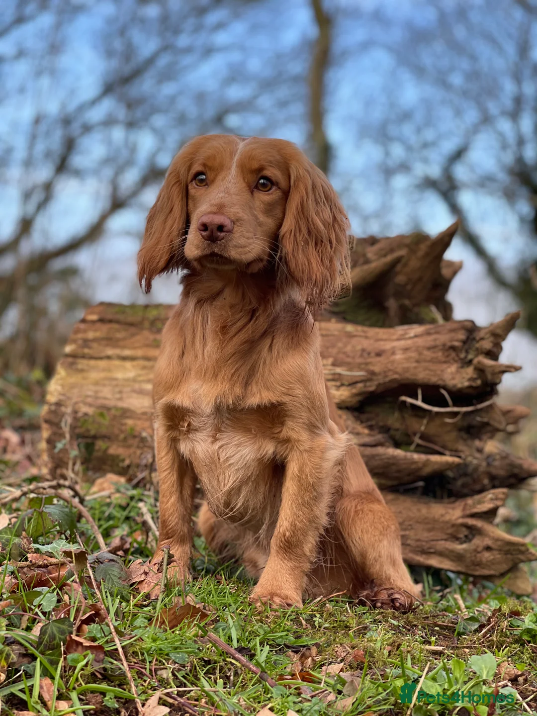 Cocker Spaniel dogs for stud: Golden cocker stud in Crediton - Advert 10