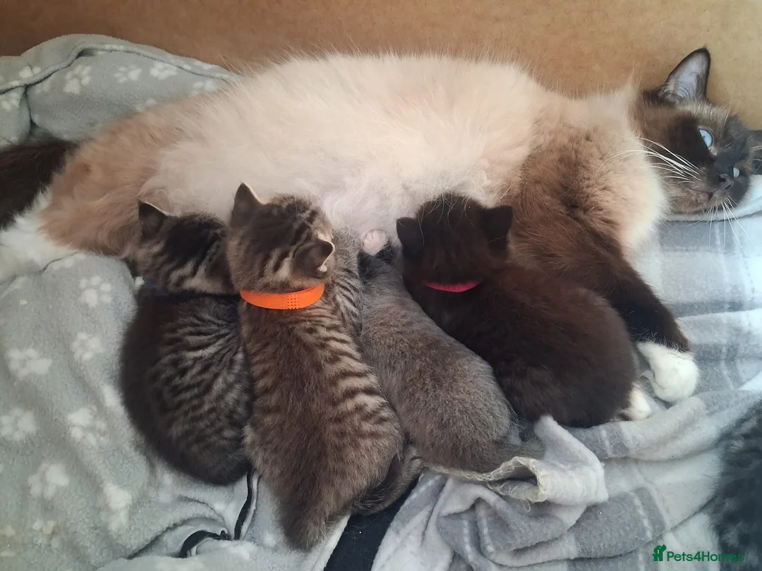 Mixed Breed cats for sale: Beautiful Ragdoll cross Kittens - Advert 1