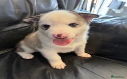Siberian Husky dogs for sale: Siberian husky - Image 1