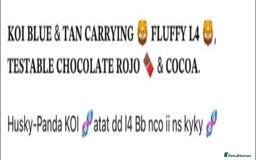 French Bulldog dogs for stud: Koi frenchie carrying fluffy and rojo - Advert 4