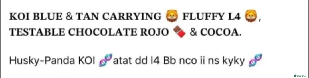 French Bulldog dogs for stud: Koi frenchie carrying fluffy and rojo - Advert 4